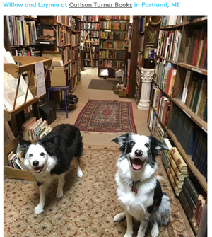 14 Adorable Bookstore Dogs to Brighten Your Day