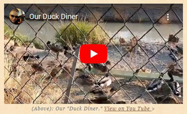 Debby's Duck Diner. Click on image to view video on You Tube.
