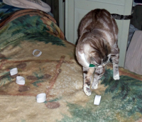 Kiki playing with the "Ring Toss" toys I made for her (07/10/12). Click on image to see larger size in a new window.