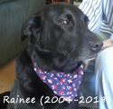 In Loving Memory: Rainee (2004-2019)