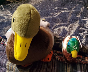 My stuffed animal duckies. Click on image to view larger size in a new window.
