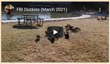 FBI Duckies. Click on image to view video on You Tube.