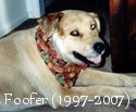 In Loving Memory: Foofer (1997-2007)