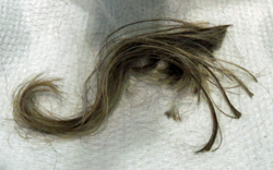The remains of my pony tail. Click on image to view larger size in a new window.