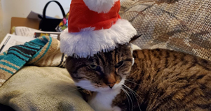 Hissy none too pleased about her Santa get-up. Click on image to view larger size in a new window.