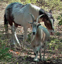 My favorite odd-couple was Charlie (a 40-year-old blind horse) and Jack (a 16-year-old goat). When Charlie went blind, Jack took it upon himself to care for the horse, leading him to favorite grazing places and keeping a general eye on him.