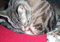 Kiki licking her stitches (06/26/14). Click on image to view larger size in a new window.