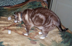 Kiki carrying one of the "Ring Toss" toys in her mouth (07/10/12). Click on image to see larger size in a new window.