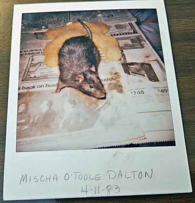Our pet rat Mischa O'Toole Dalton in April 1983. Click on image to view larger size in a new window.